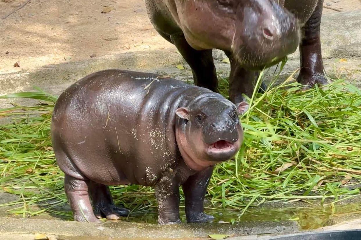 Potret Moo Deng, Bayi Kudanil Lucu yang Viral di Internet
