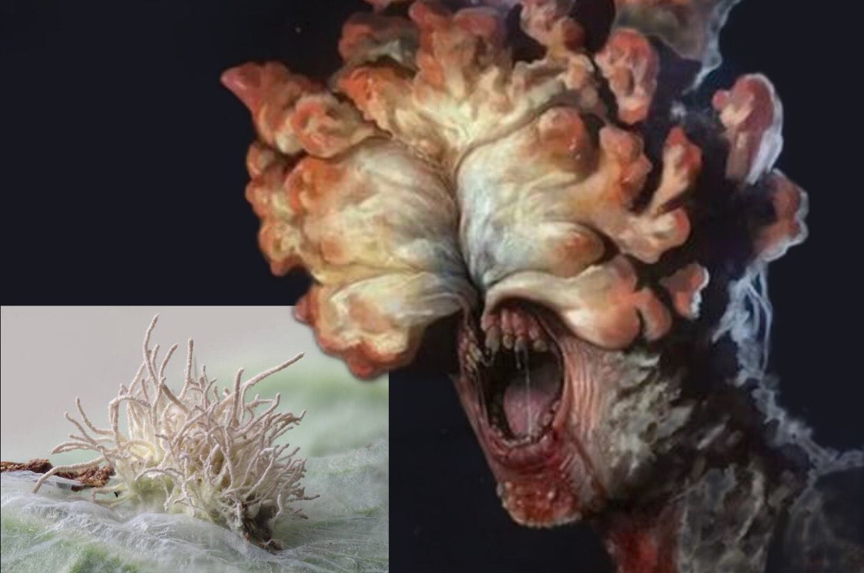 Potret Jamur Sejenis Cordyceps yang ditemukan di Skotland, dan Clickers, Zombie hasil mutasi jamur di Serial The Last Of Us