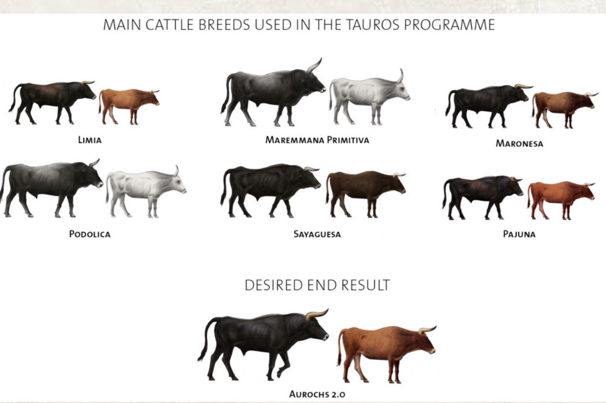 Jenis-jenis Sapi yang Digunakan Dalam Membangkitkan DNA Aurochs