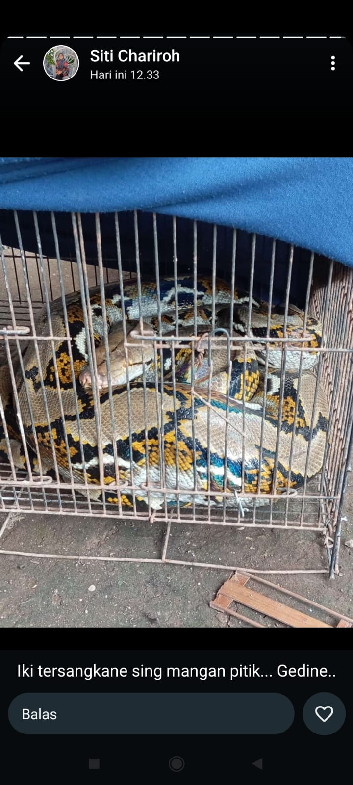 Seekor ular Sanca kembang sepanjang kurang lebih lima meter terjebak di kandang ayam warga.