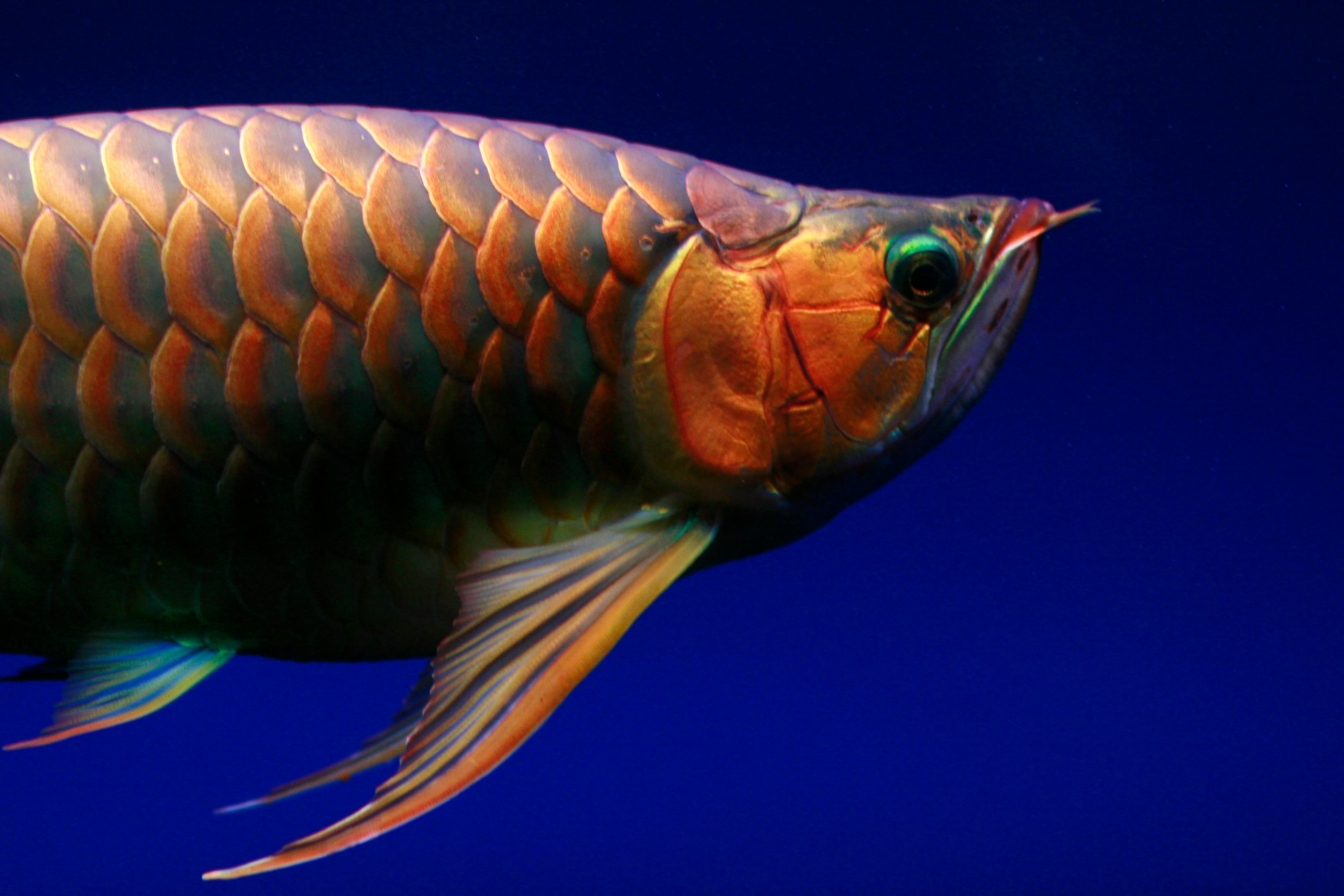 Ilustrasi ikan arwana