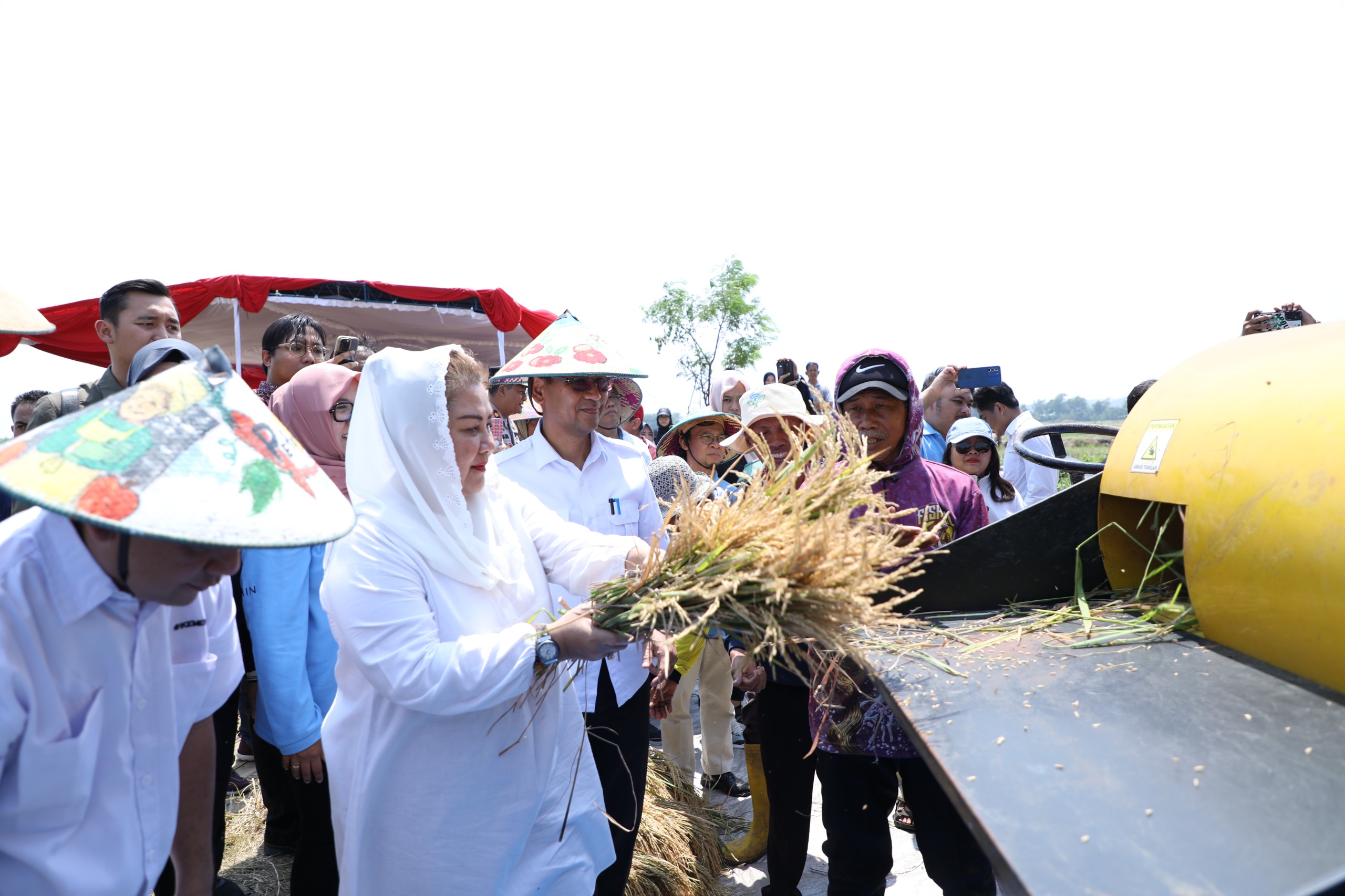 MBak Ita saat memanen padi varietas unggul beberapa waktu lalu di Mangunharjo, Mijen (HUMAS PEMKOT SEMARANG)