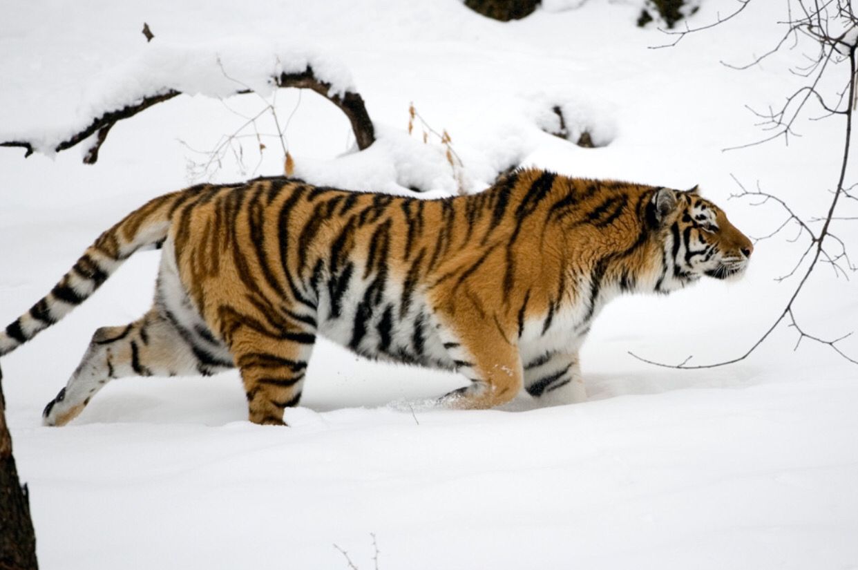 Potret Harimau Siberia di Daerah Bersalju Eropa