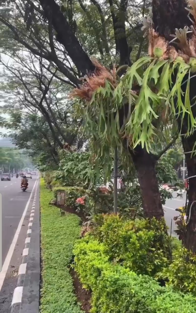 Median Jalan Pahlawan Semarang makin dipercantik dengan taman yang indah (HUMAS PEMKOT SEMARANG)