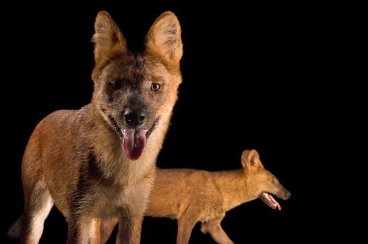 Bentuk Fisik Ajag Atau Dhole