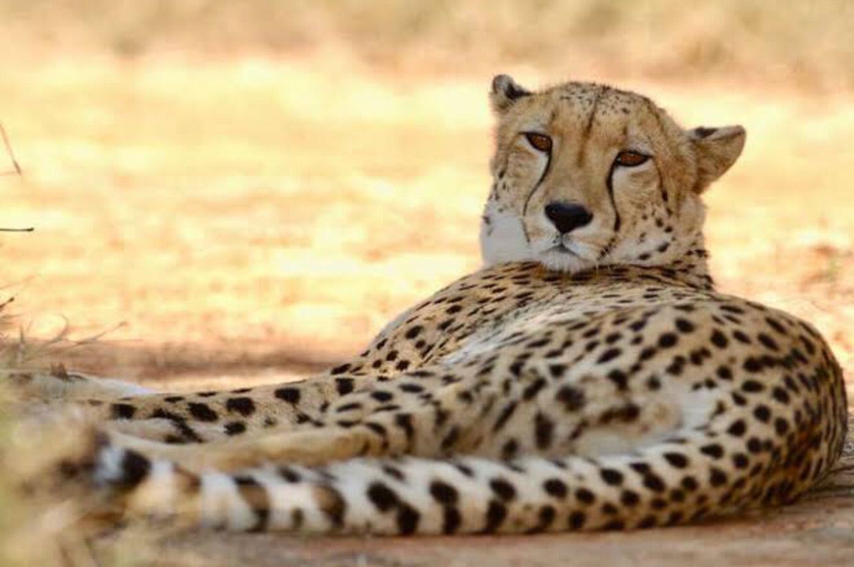 Potret salah satu cheetah di kawasan konservasi Botswana