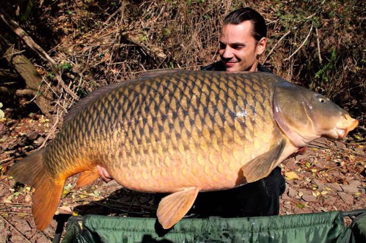 Potret Ikan Mas Berukuran Raksasa yang Ditemukan di Perairan Amerika