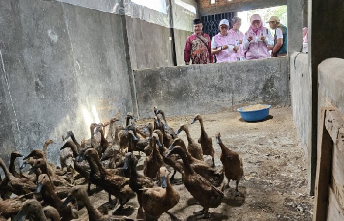 TERNAK BEBEK : Srikandi PLN UIT JBT melaksanakan program "Srikandi Peduli Ibu dan Anak" di Desa Polosiri, Kecamatan Bawen, Kabupaten Semarang pada Jumat (22/11/2024).