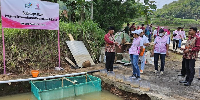 GREENHOUSE : Kawasan Rumah Pangan Lestari yang berisikan greenhouse rumah hidroponik, serta pengembangan peternakan bebek dan ikan nila yang dikembangkan oleh Srikandi PLN UIT JBT.