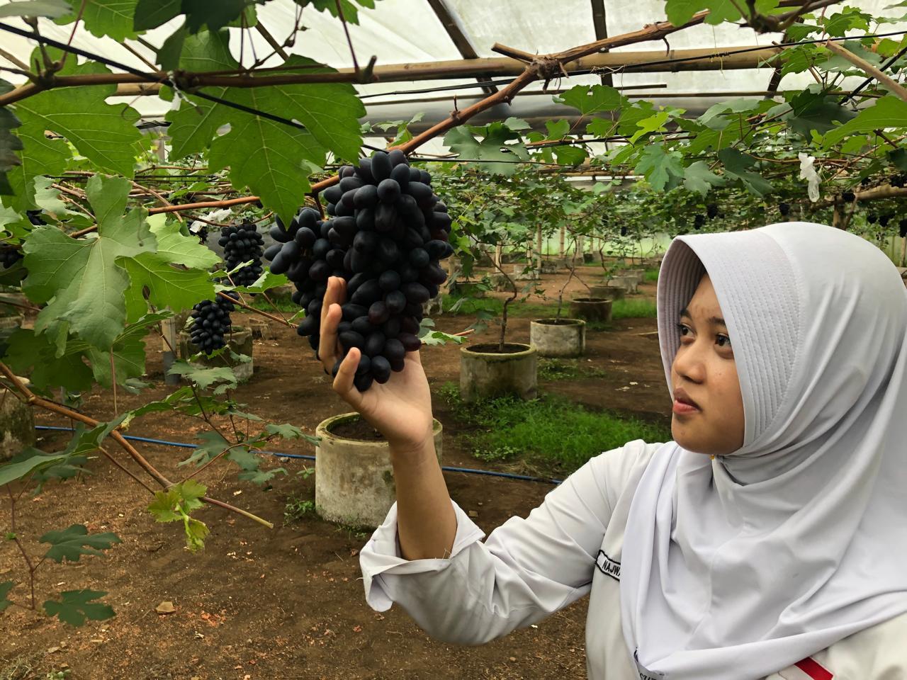 Petik anggur Gozv di Salatiga