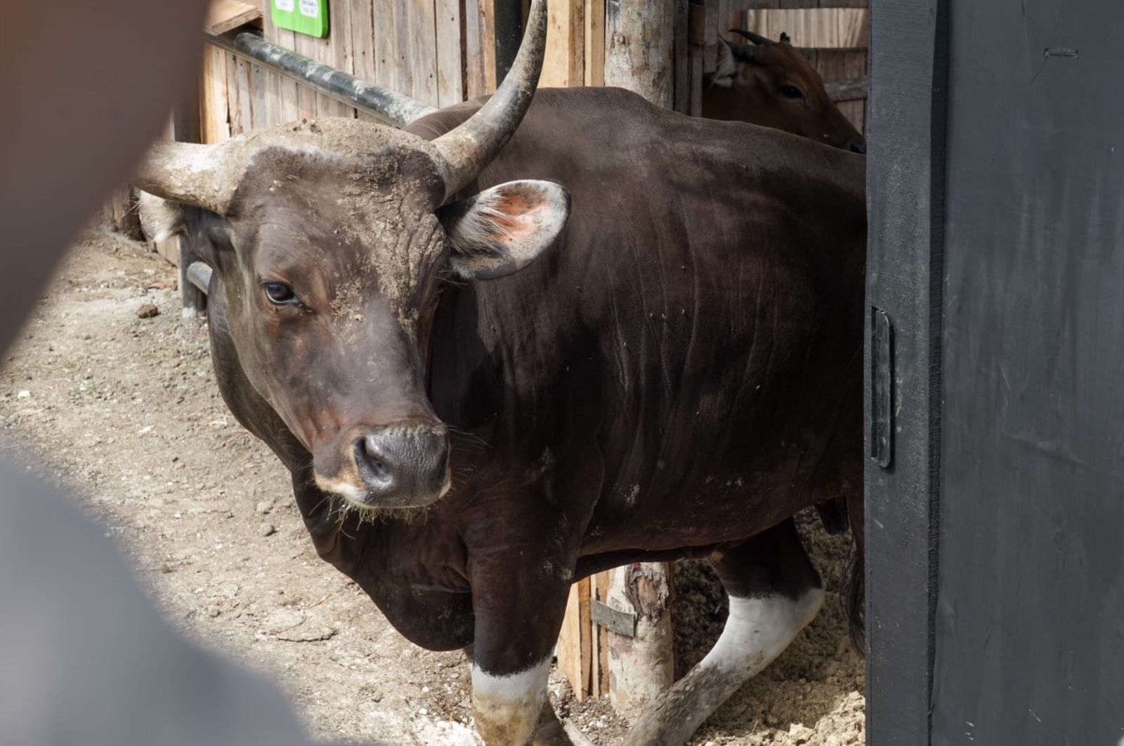 Potret : Salah satu Banteng Jawa yang dilepasliarkan di Pangandaran, Jawa Barat