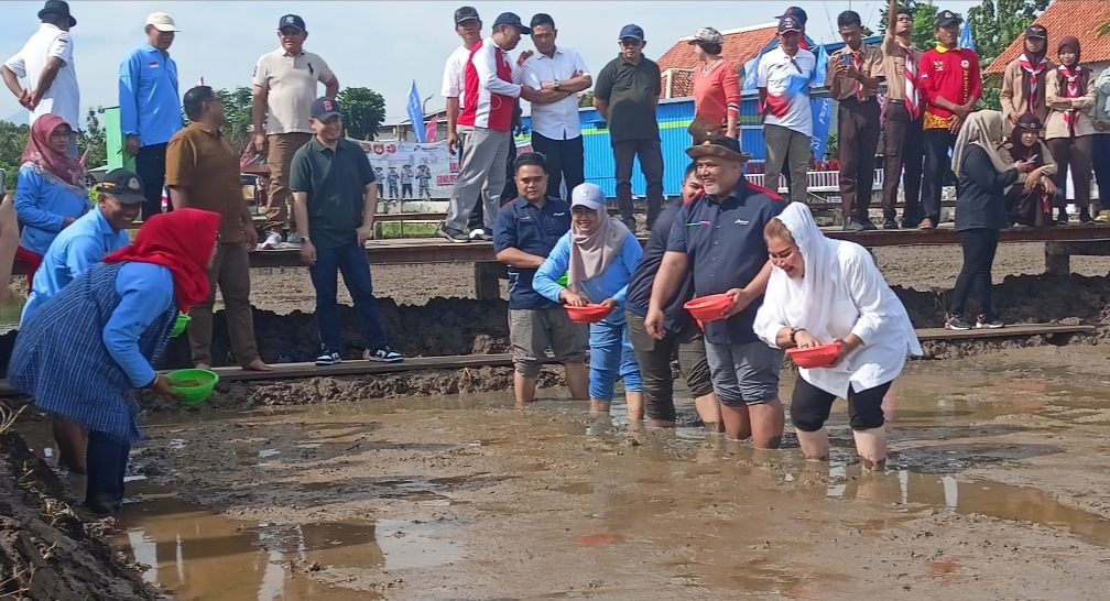 SEBAR BENIH : Wali Kota Semarang, Hevearita Gunaryanti Rahayu menyebar benih padi Biosalin dan ikan nila di sawah air payau di Kelurahan Mangunharjo Kecamatan Tugu.