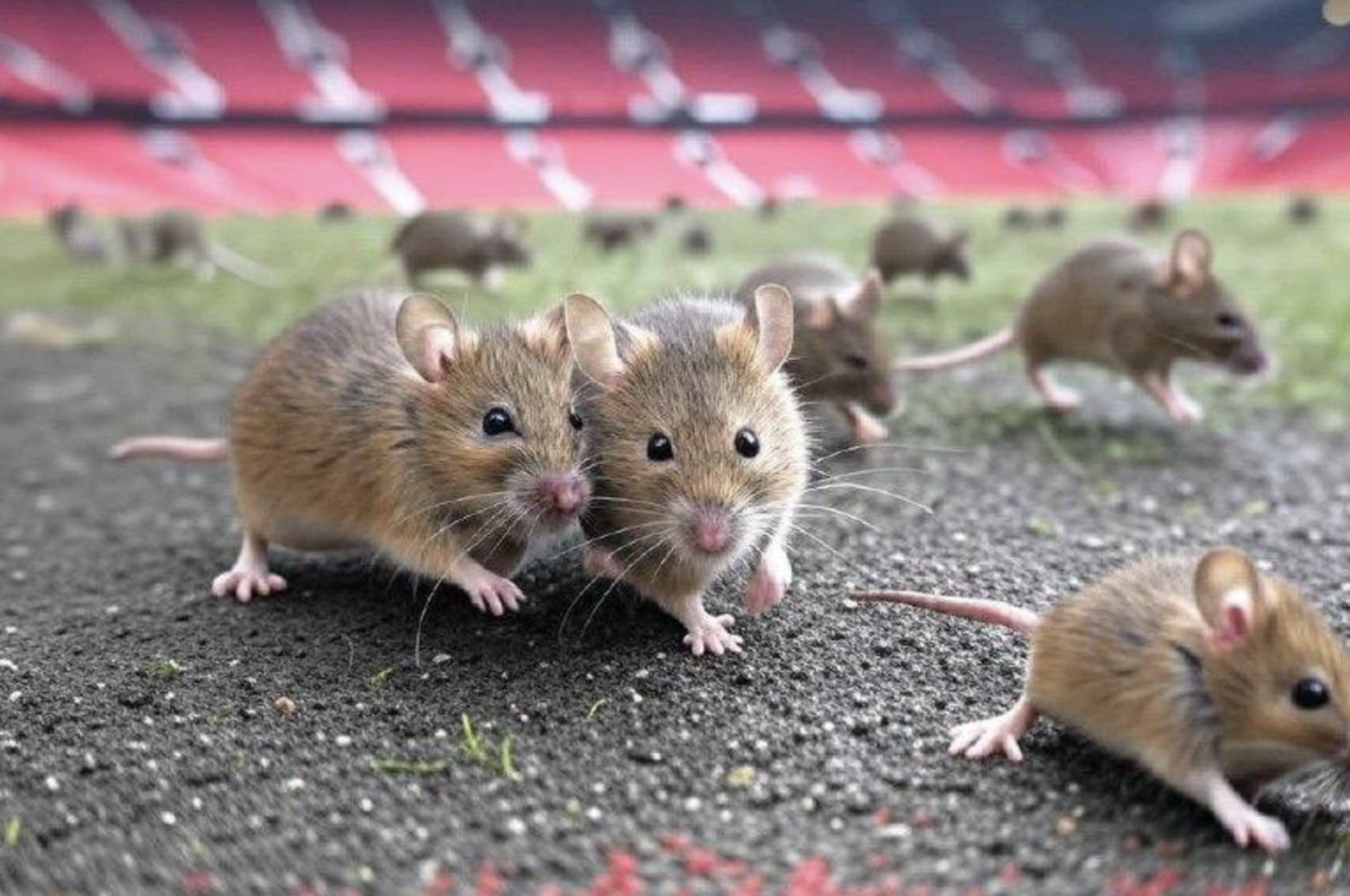 Serangan besar tikus-tikus yang menempati beberapa bagian kawasan Old Trafford