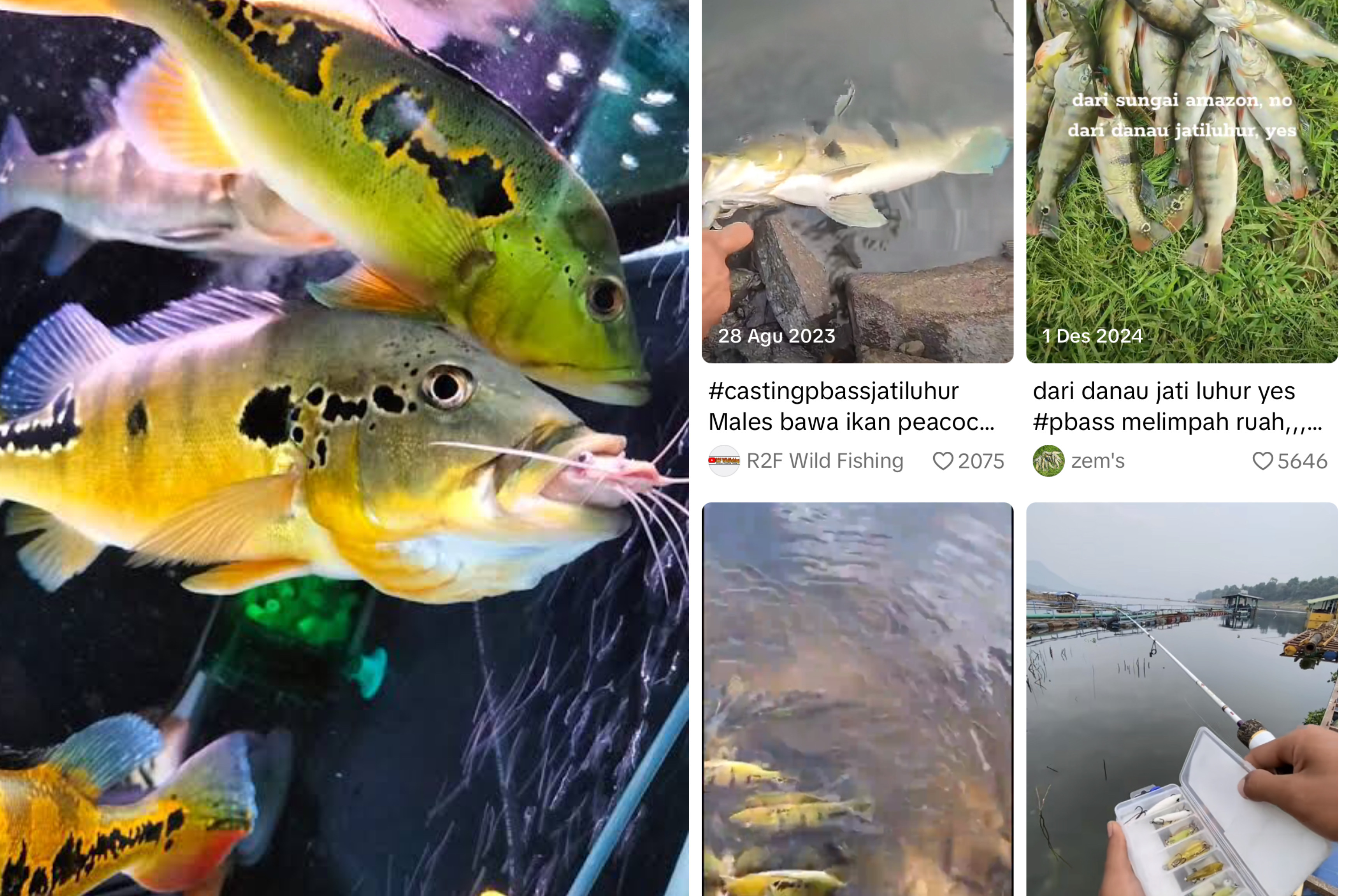 Ikan Pbass/ Peacock Bass Liar Sudah Mulai Banyak Ditemukan Pemancing di Indonesia