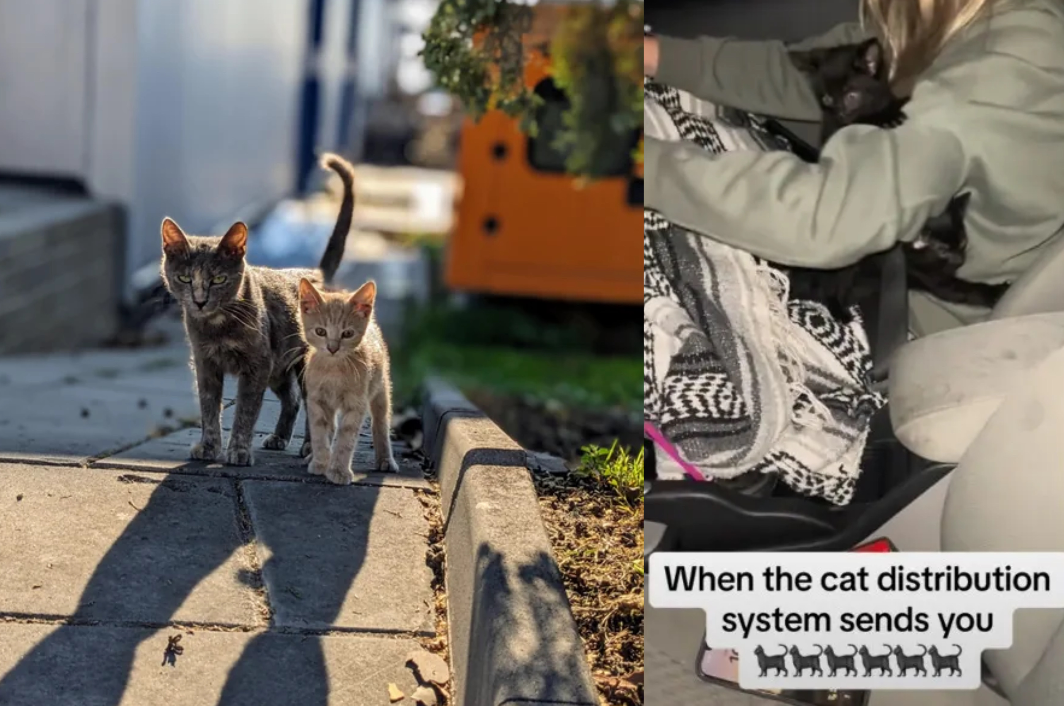 Potret dua ekor kucing yang menghampiri seseorang, fenomena Cat Distribution System