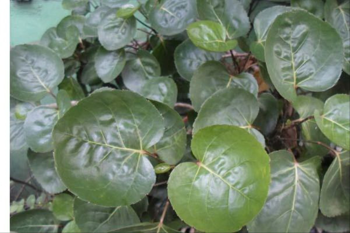 Daun Mangkokan.