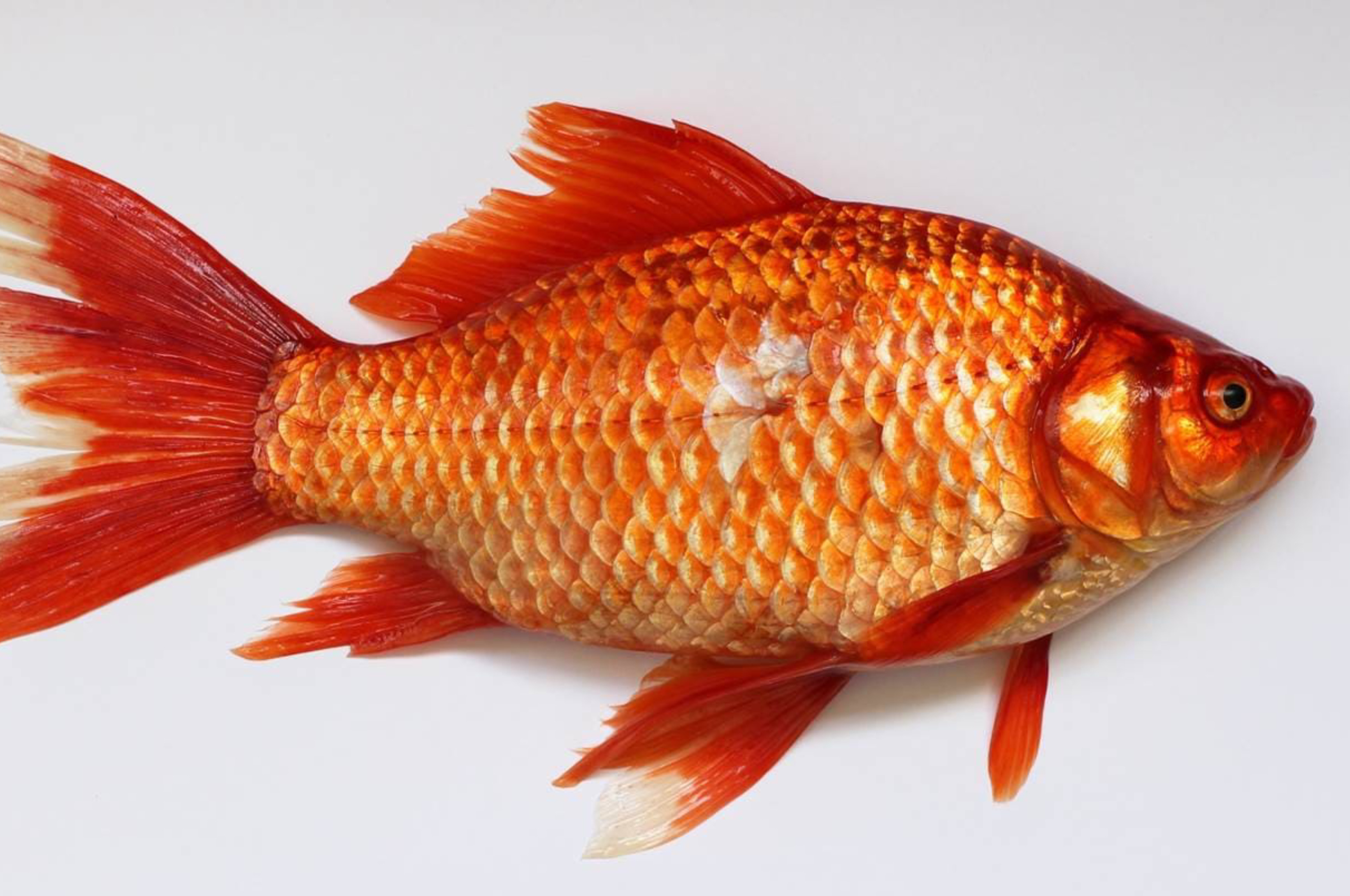 Potret Ikan Mas, Salah Satu Spesies Ikan Air Tawar Paling Populer