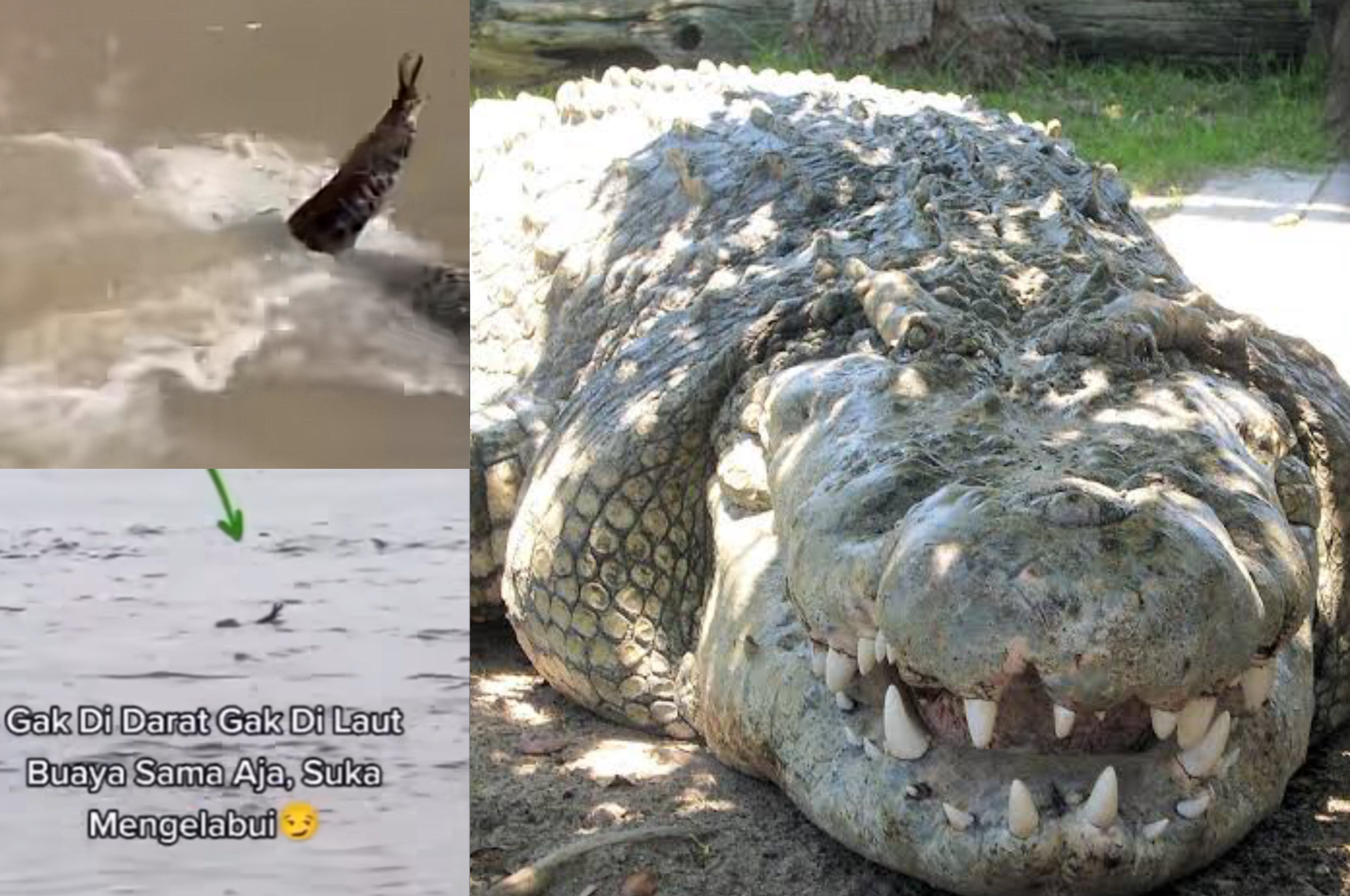 Potret Buaya Air Asin (Saltwater Crocodile) dan Fenomena Buaya Meniru Manusia Tenggelam