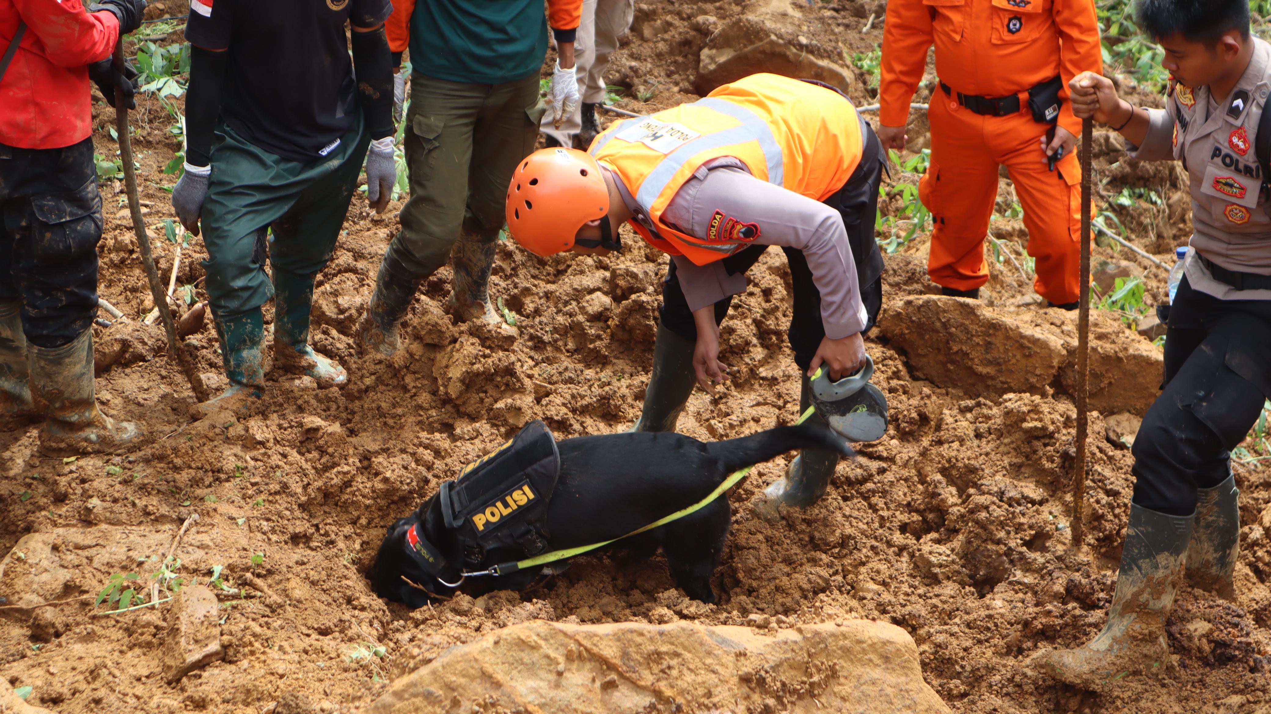 Anjing pelacak dari unit K9 Ditsabhara Polda Jateng diterjunkan untuk mencari korban tanah longsor