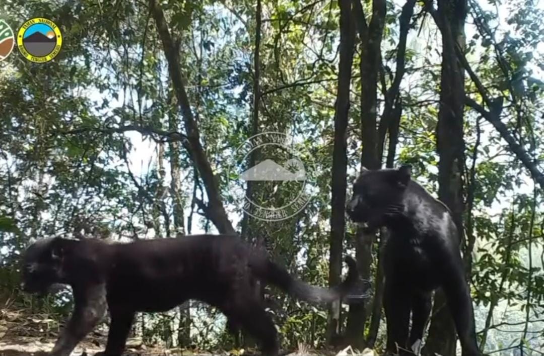 Dua macan tutul Jawa (Panthera Pardus Melas) yang terekam kamera trap di Kawasan Taman Nasional Bromo Tengger Semeru (TNBTS)