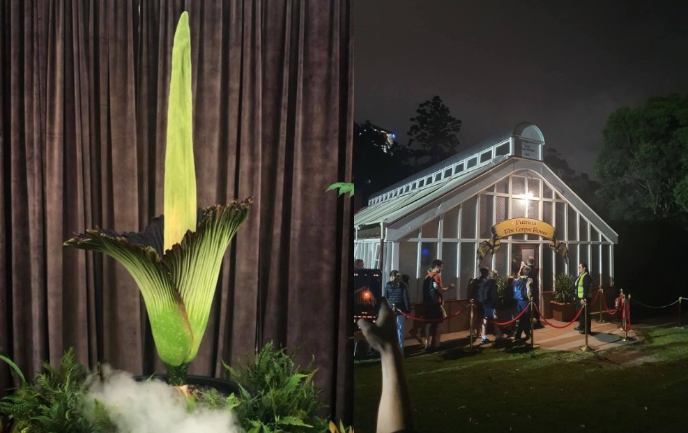 Bunga bangkai asal Indonesia kembali menarik perhatian dunia, kali ini di Royal Botanic Garden Sydney, Australia.