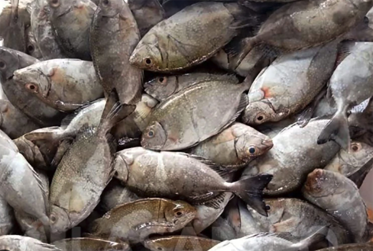 Dipercaya Bawa Keberuntungan Tahun Baru Imlek Ikan Dingkis Banyar Dicari Warga