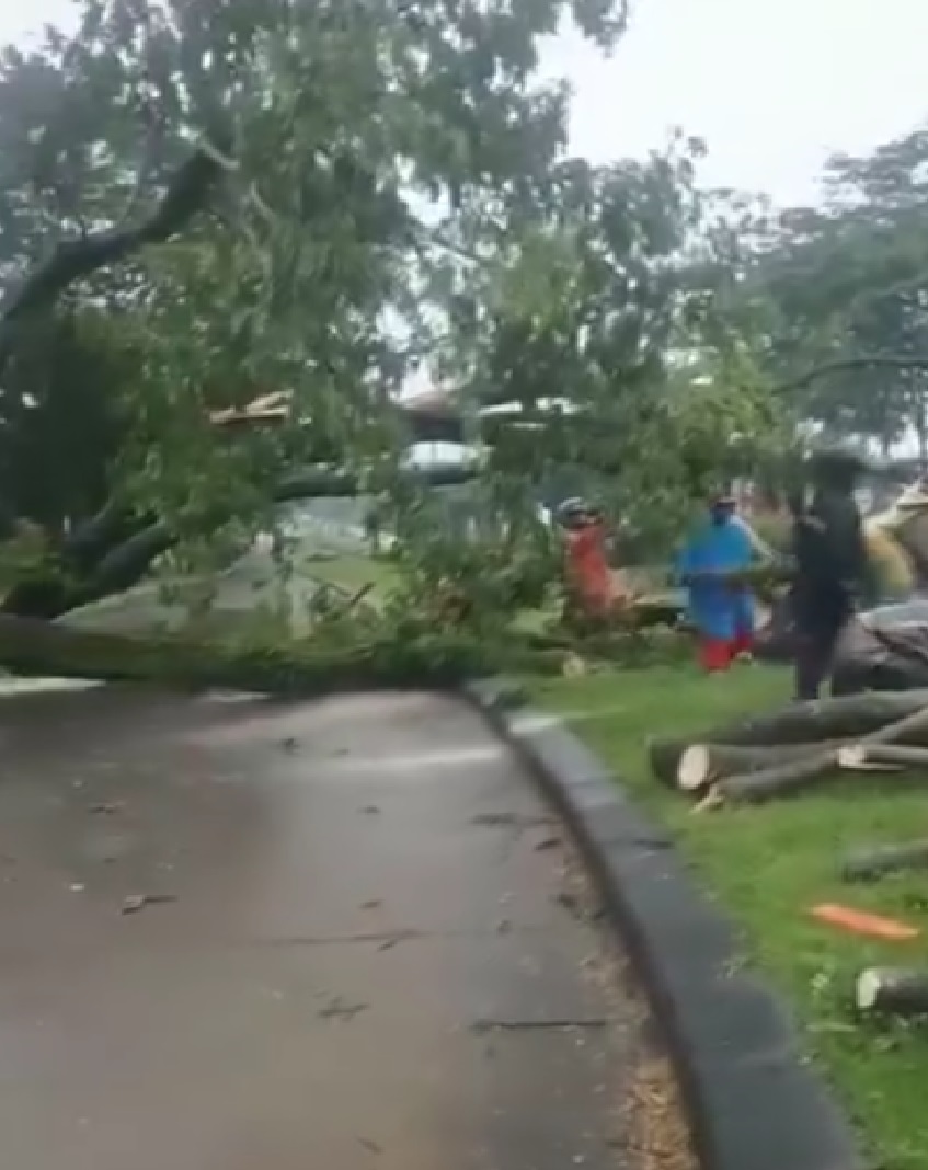 Pohon tumbang di jalan lingkar BSB, Ngaliyan, Kamis (30/1/2025)