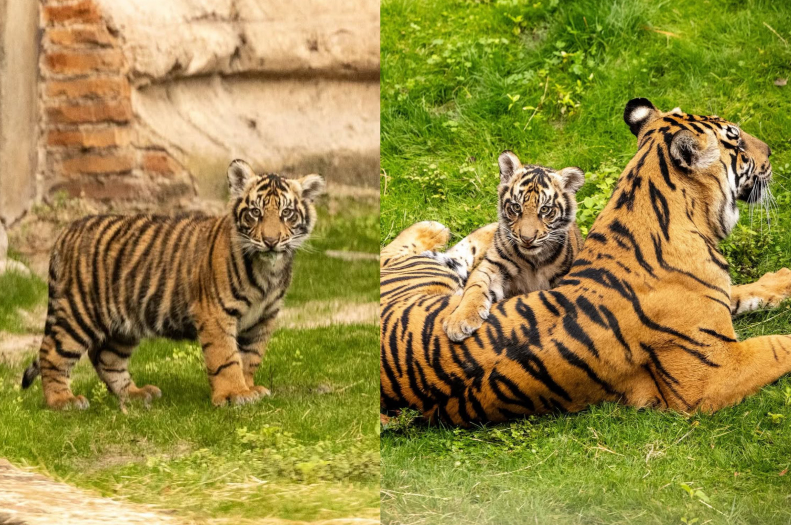 Potret: Bakso si Harimau Sumatera Baru yang Lahir di Disney Park