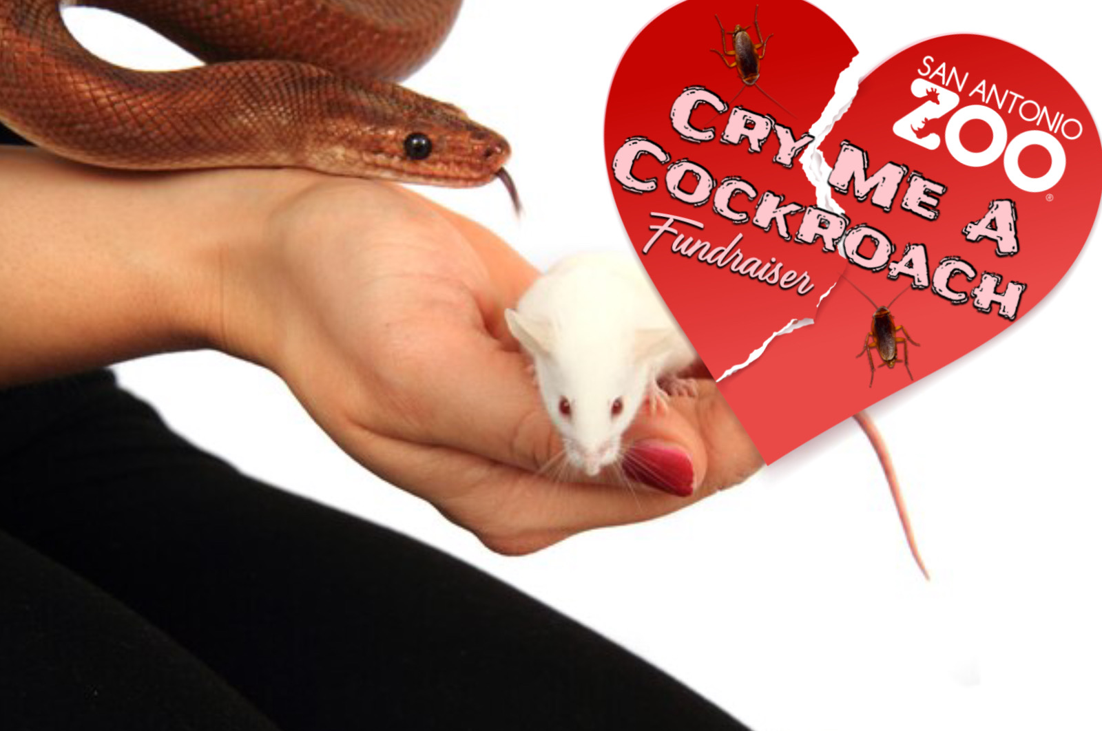 Cara Unik Merayakan Valentine Untuk Orang Gamon ala Kebun Binatang San Antonio