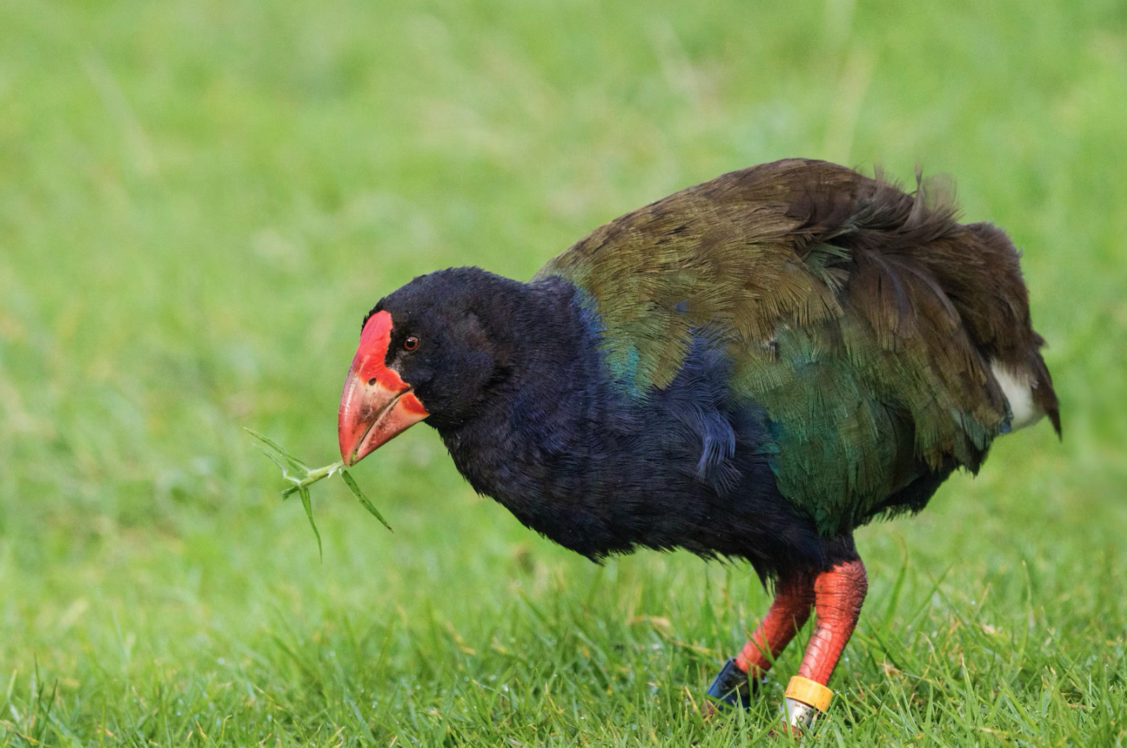 Potret : Burung Purba Takahe yang Ditemukan Kembali Setelah Punah di Selandia Baru