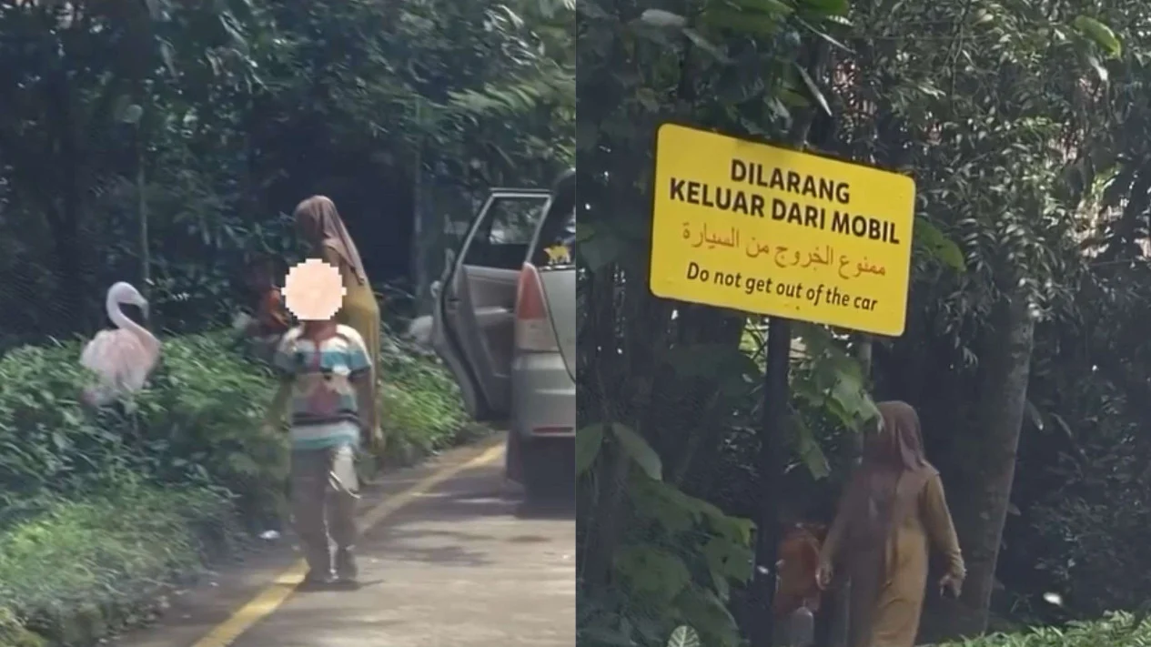 Viral pengunjung keluar dari mobil di area terlarang di Taman Safari Indonesia.