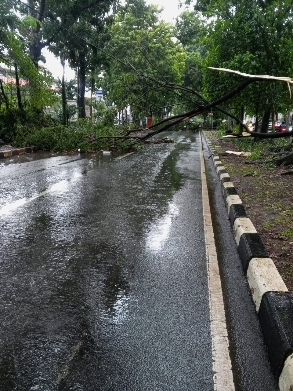 Hujan deras disertai angin kencang yang melanda wilayah Kota Semarang berdampak belasan pohon mengalami tumbang, Jumat (7/3/2025).
