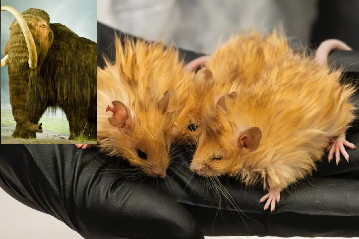 Potret: Tikus Berbulu Wol yang diciptakan oleh ilmuwan pada projek Mammoth
