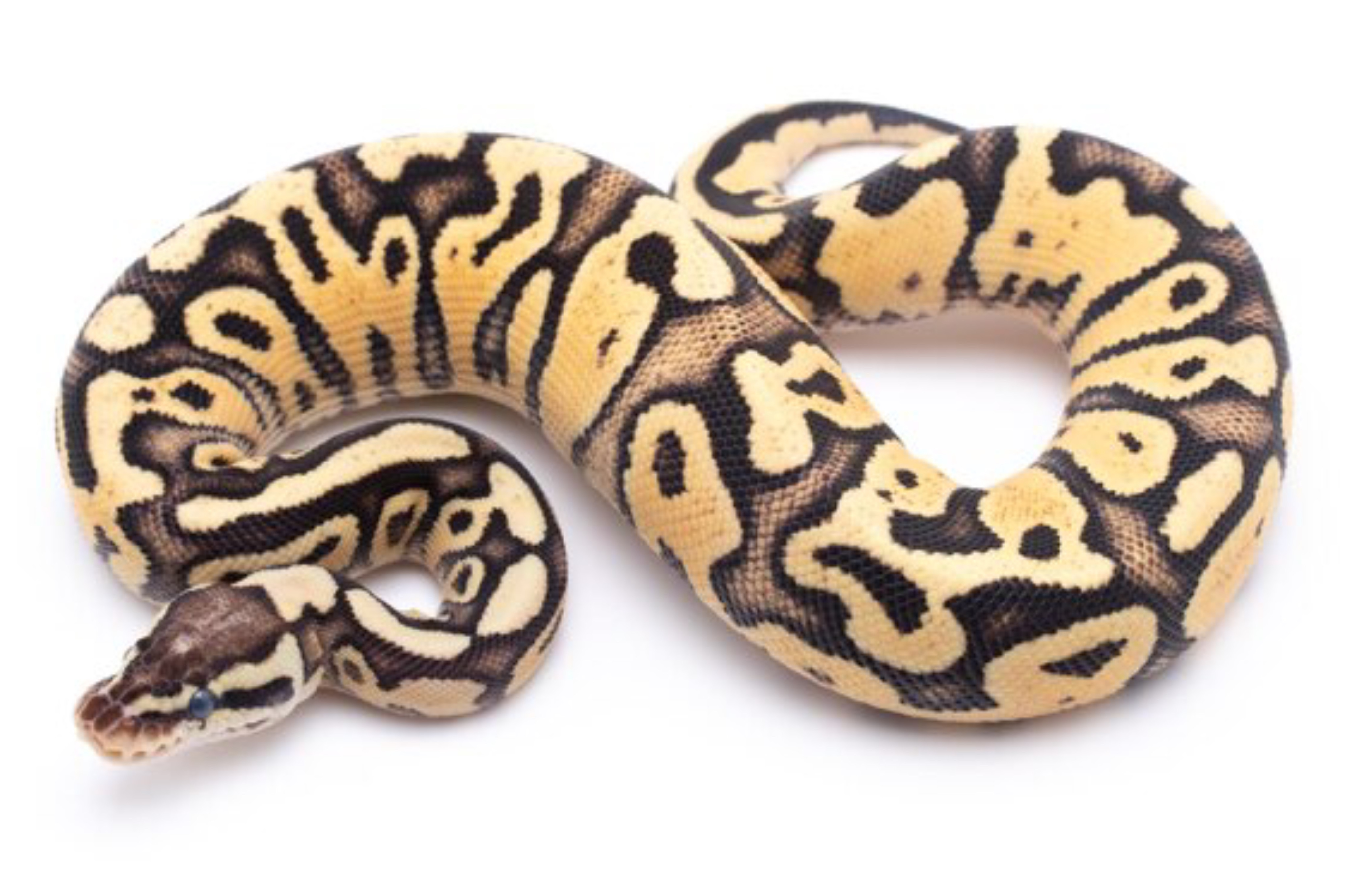Potret: Ball Python, Jenis Ular Sanca yang Cocok Untuk Pemula