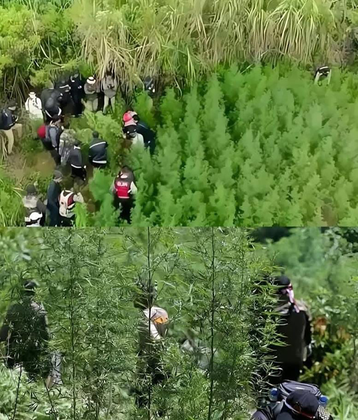 Ladang Ganja Ditemukan di Taman Nasional Bromo Kok Bisa?
