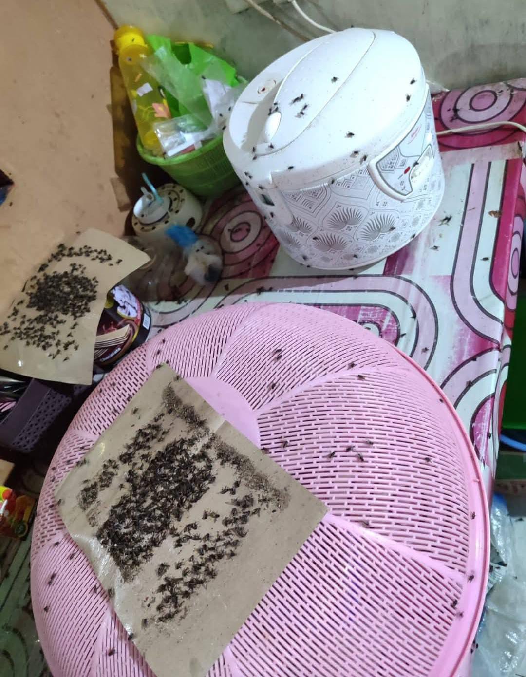 Lalat menyerbu pemukiman warga Getas Gunungpati Semarang saat panen tiba. (Dokumen Warga Getas)