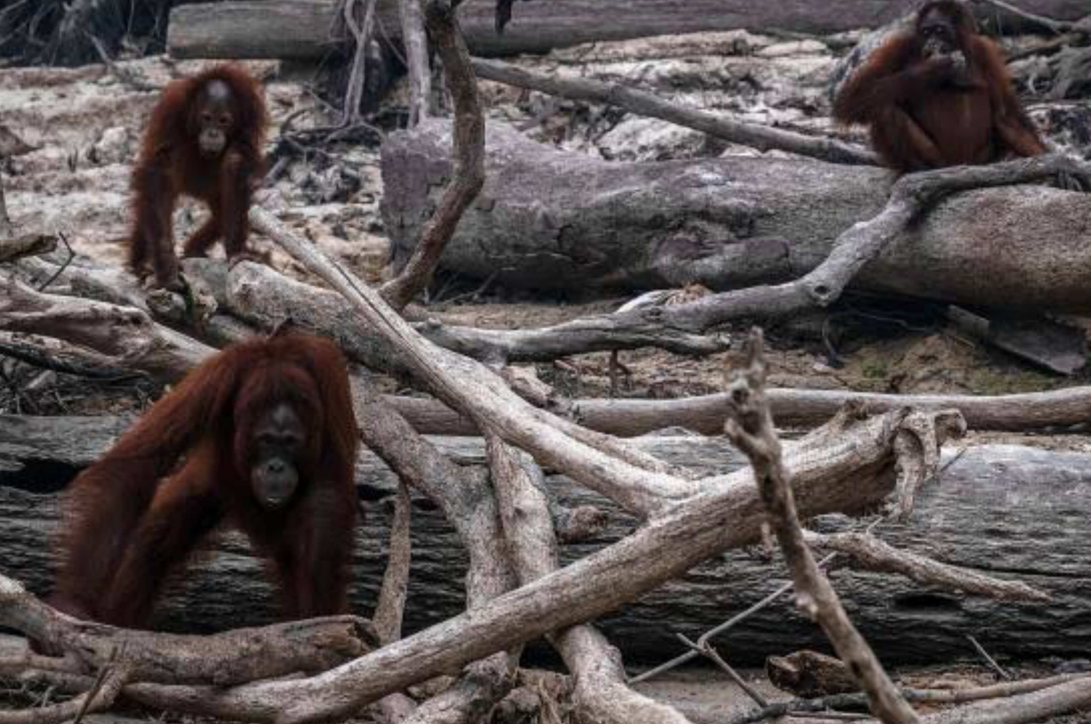 Deforestasi dan kondisi orangutan yang terdampak