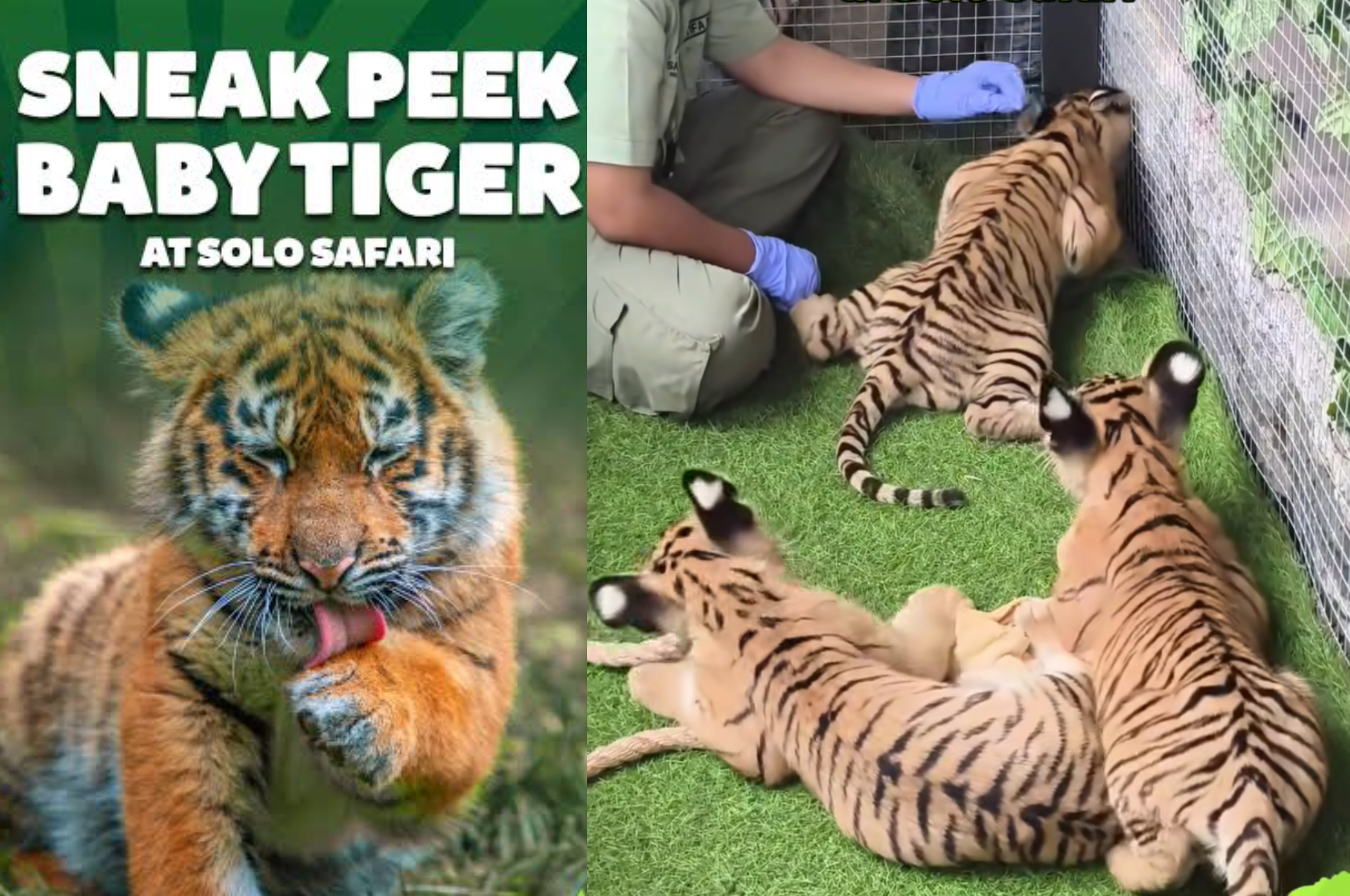 Bayi Harimau Benggala di Solo Safari