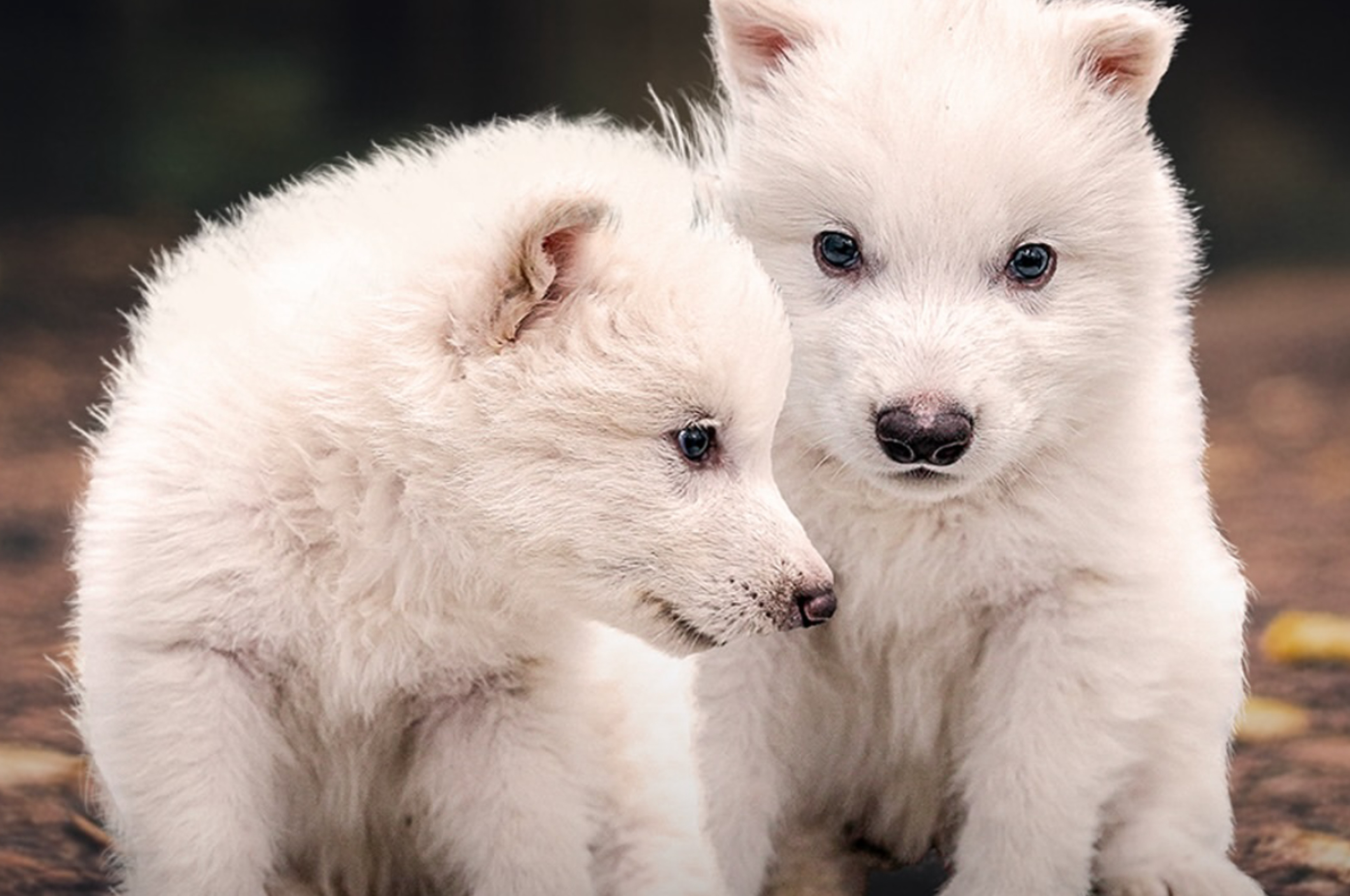 Remus dan Romulus, Dua Bayi Serigala Purba yang Hasil Rekayasa Genetika