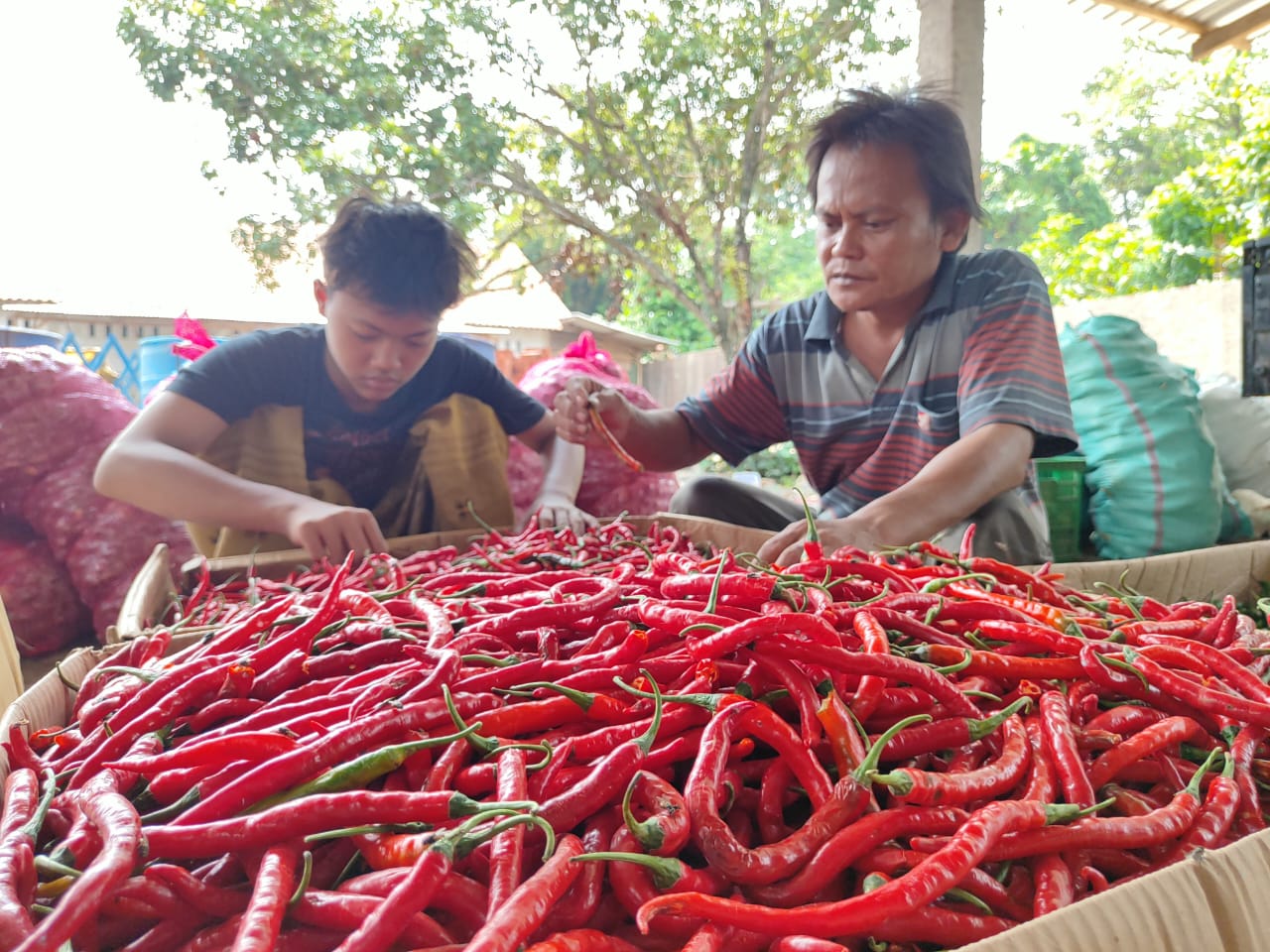 Bima dan salah satu pegawai dari Ahmad Arifin yakni Apron sedang memilih cabai keriting untuk dipasarkan ke pedagang.
