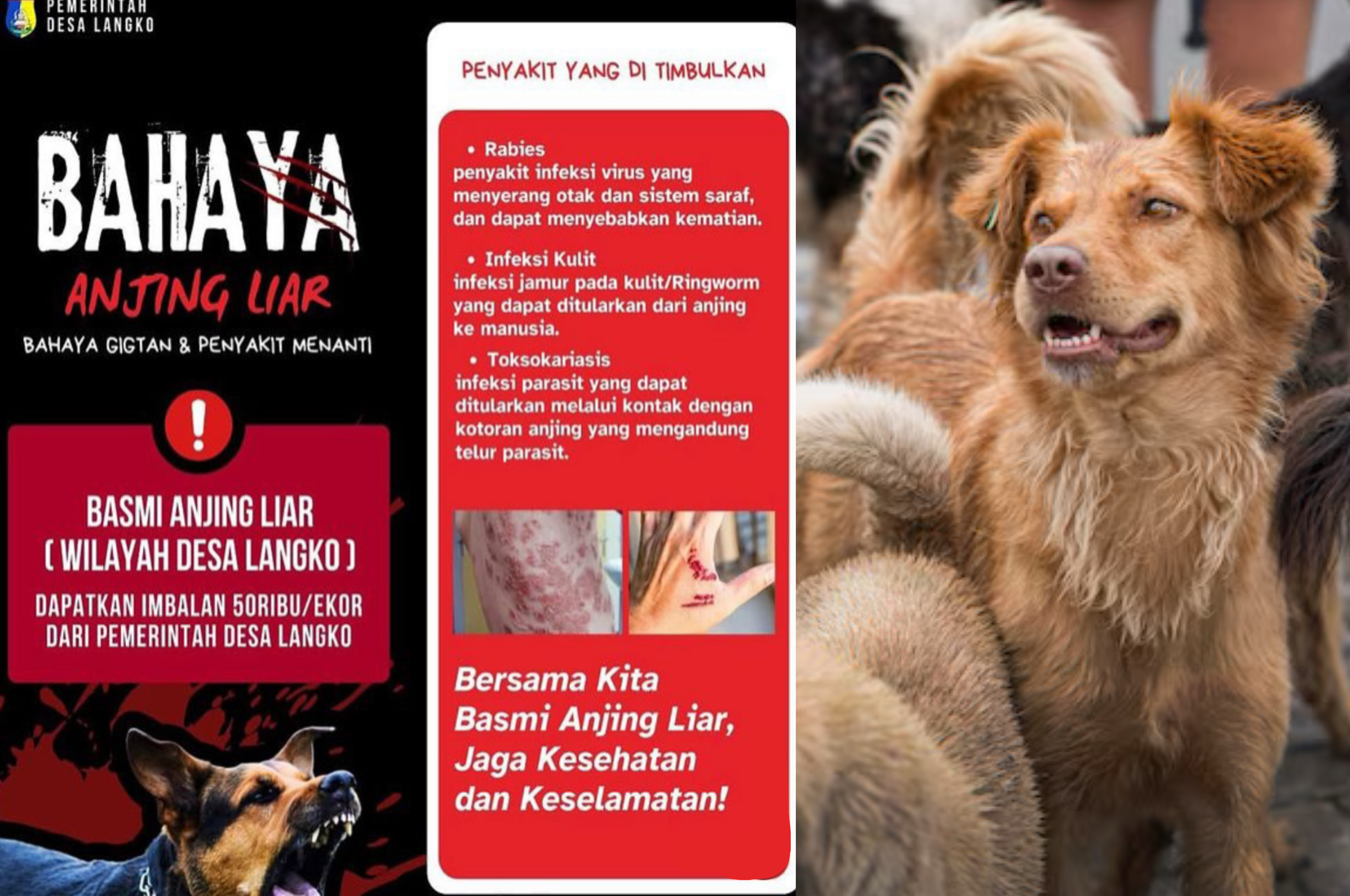 Ilustrasi anjing dan pamflet yang tersebar di sosial media