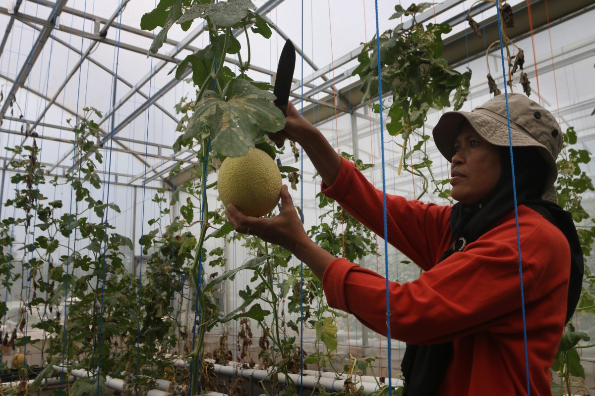 Pengurus Sandi Buana Farm, di Kecamatan Gunungpati tengah pemanen dan melakukan perawatan buah melon. NUR CHAMIM/JAWA POS RADAR SEMARANG