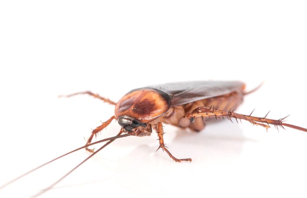 Usir Kecoa dari Rumah