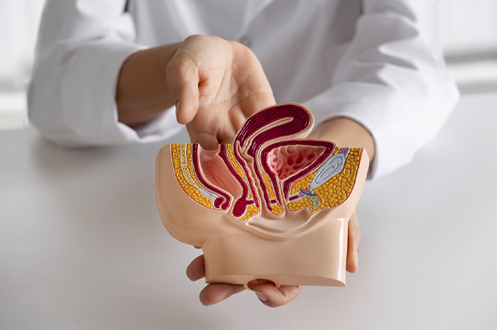Ilustrasi organ dalam vital laki-laki.