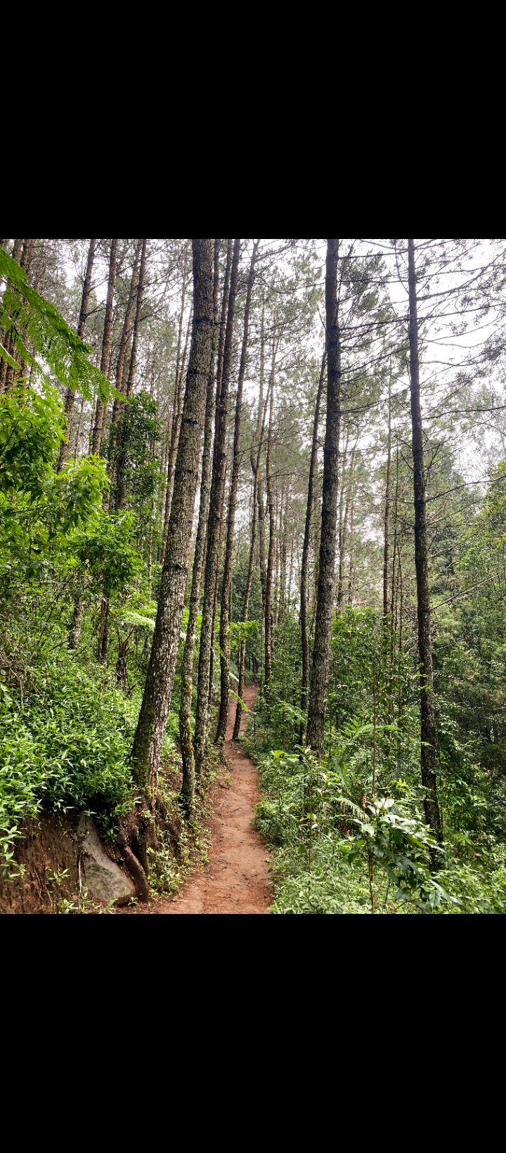 Jalur Landai Pendakian Gunung Ungaran Via Mawar