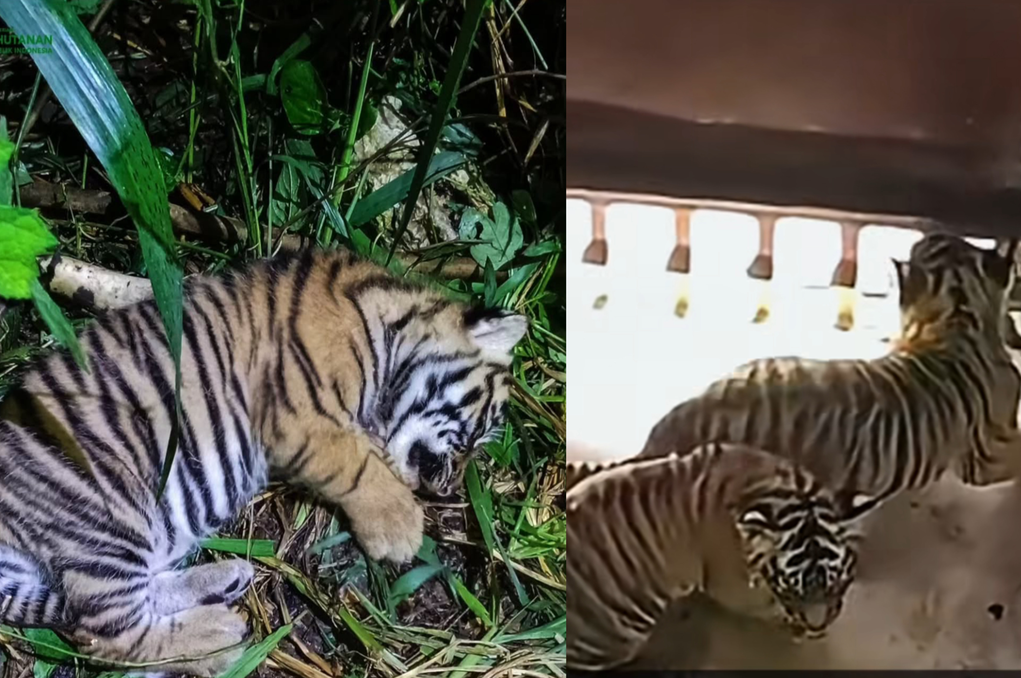 Penampakan dua ekor bayi Harimau Sumatera yang lahir di Barumun Sanctuary
