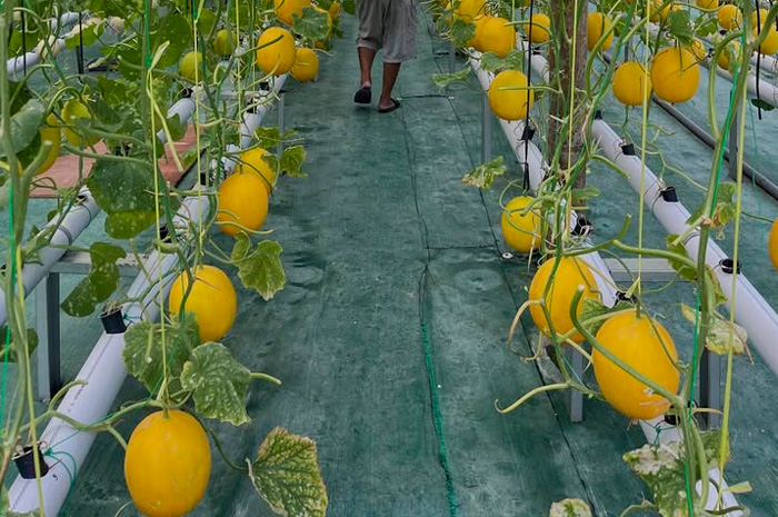 Wisata Petik Buah Noreenfarm Salatiga.