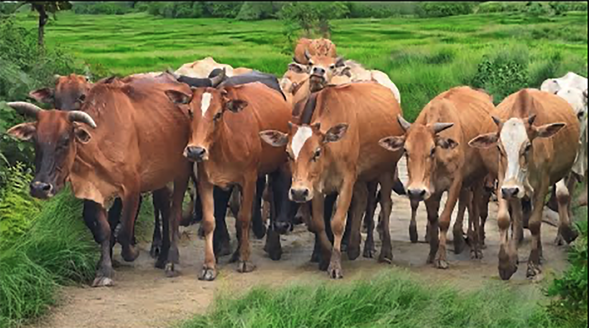 Lebaran Haji Ini Daftar Harga Sapi Kurban 2025 untuk Lebaran Idul Adha 2025