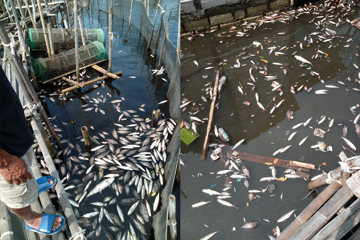 Ikan-ikan milik petani tambak di Kelurahan Terboyo Kulon, Kecamatan Genuk mati akibat pencemaran lingkungan. FIGUR RONGGO WASSALIM/JAWA POS RADAR SEMARANG