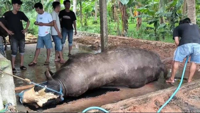 sapi kurban milik Presiden Republik Indonesia ditemukan mati mendadak usai dimandikan